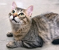 featured tabby cat Eclair