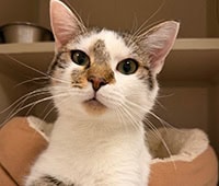 featured cat Marley