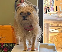 featured terrier Charlie