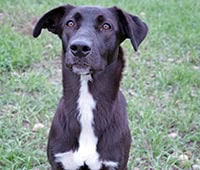 black and white border collie mix Delilah