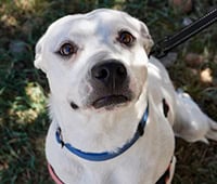 featured dog Nita
