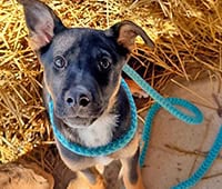 Mixed breed Terrier Penny